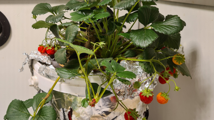 Voici notre article sur la culture de fraises en hydroponie. Pour en apprendre plus c'est par ici sur Jardin Futé.