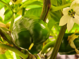 Venez découvrir notre article sur la culture de poivron en hydroponie sur Jardin Futé.